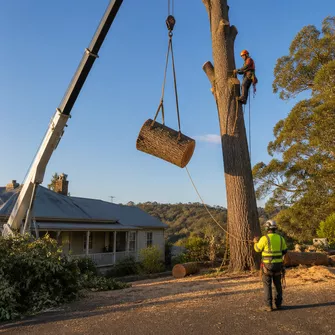 Large Tree Removal Avoca
