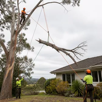 Hazardous Tree Removal in Bacchus Marsh