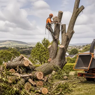 Residential Tree Removal in Bacchus Marsh