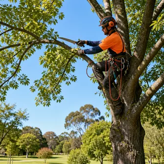 Tree pruning for health and aesthetics in Ballan
