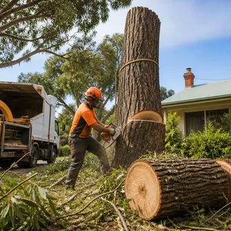 Stump grinding services in Beaufort