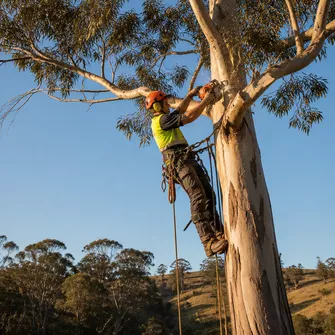 Tree lopping in Blackwood VIC