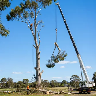 Large Tree Removal Buninyong Vic