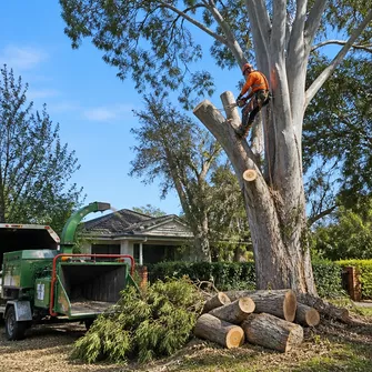 Palm tree removal in Carisbrook