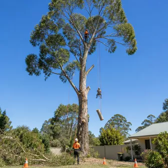 Large tree removal in Clunes