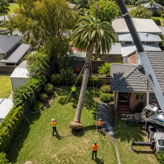 Palm tree removal by skilled arborists in Clunes