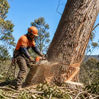 Tree Removal Creswick Vic, large tree being cut down