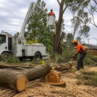 Tree Lopping Creswick Vic, arborist up a tree pruning branches