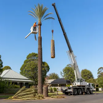 Palm Tree Removal Creswick Vic, tall palm tree being removed