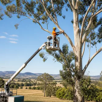 Tree lopping in Dunnstown, VIC