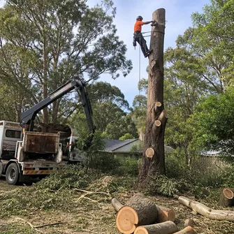 Land clearing project in Gordon