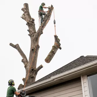 Dangerous tree removal near a residential property in Gordon
