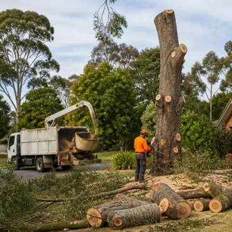 Tree removal in Greendale, showing a large tree being safely cut down.
