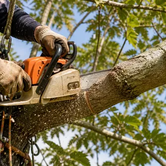Tree Cutting Learmonth