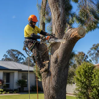 Large tree removal in Maryborough