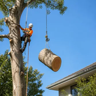 Large Tree Removal