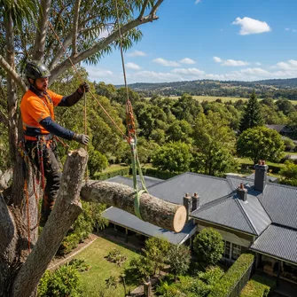Large tree removal