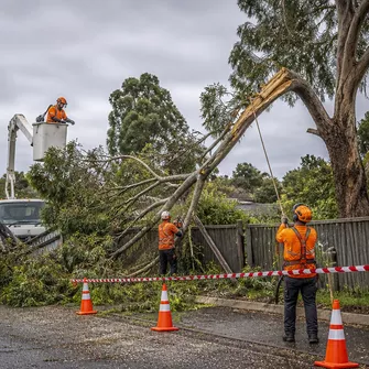 Emergency tree removal