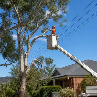 Tree lopping in Yendon for property maintenance