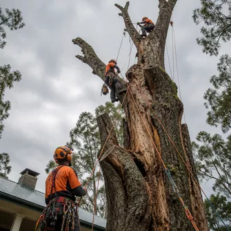 Hazardous tree removal in Yendon
