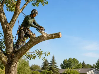 Tree Lopping